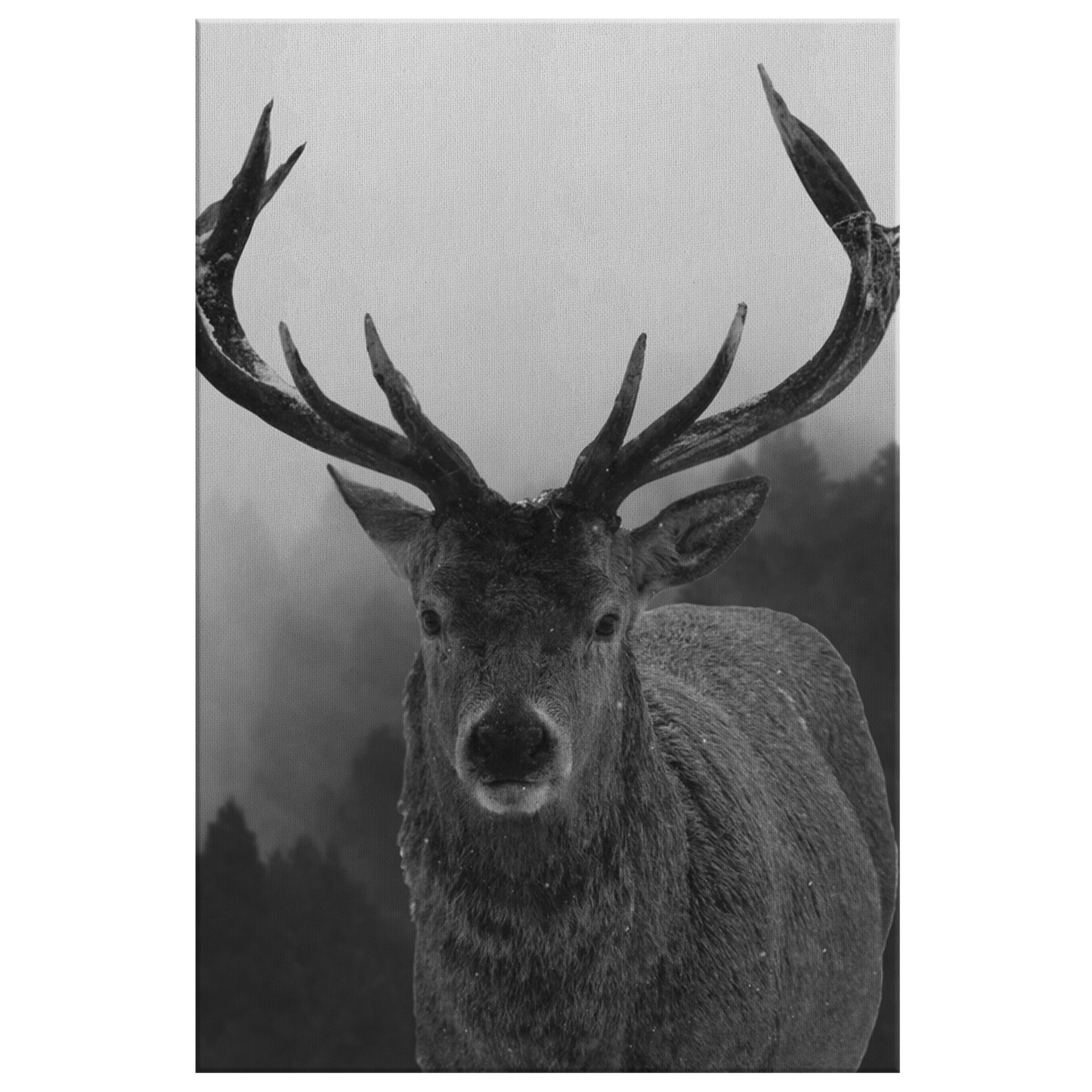 Black and White Stag Canvas Wall Art