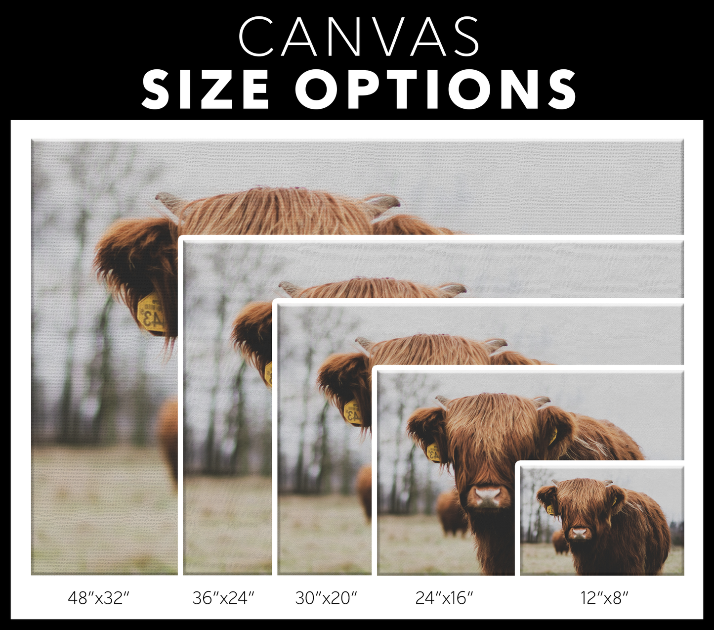 Highland Cow Wall Art Canvas - Highland Cow Art, Highland Cow Print, Cow Decor, Cow Gifts, Rustic Home Decor, Animal Print, Wall Art