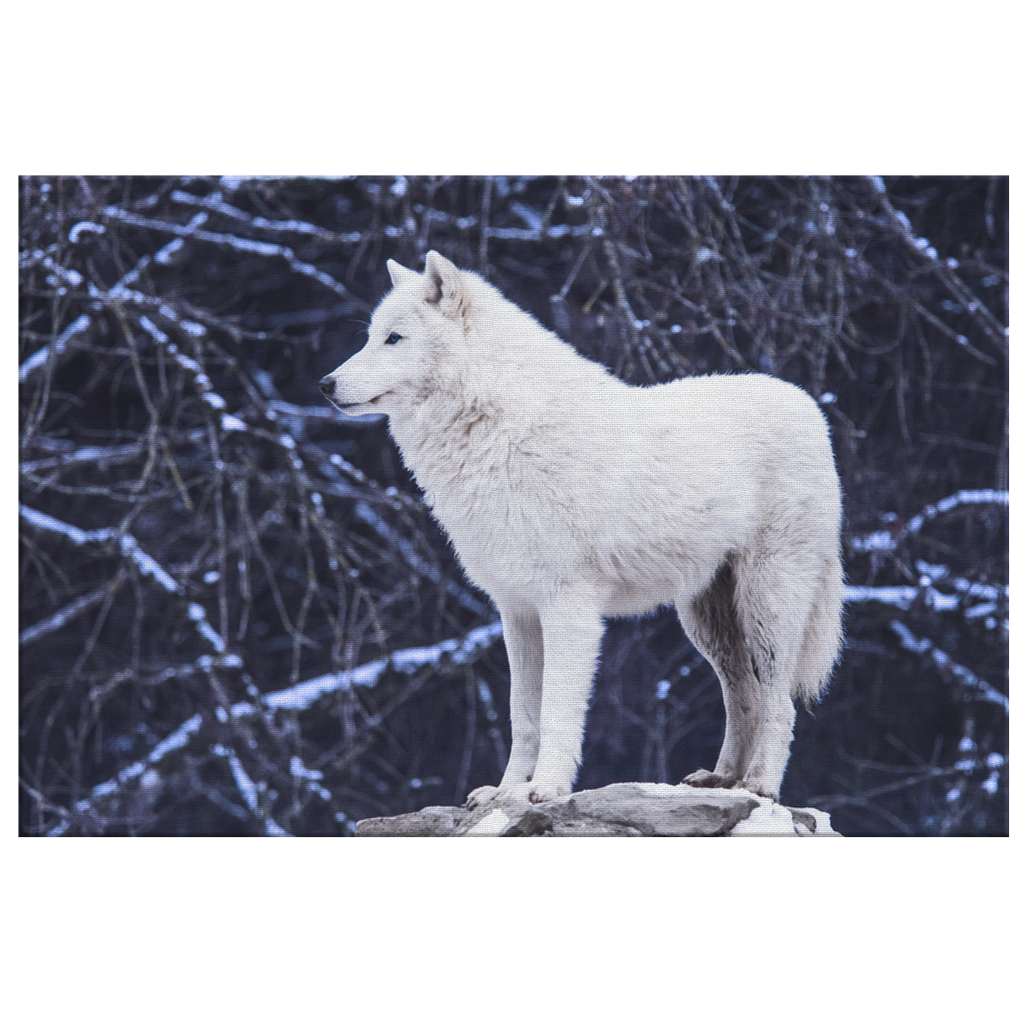 Wolf Canvas Wall Art - Wolf Print, Wolf Wall Decor, White Wolf Canvas Print, Forest Canvas, Animal Wall Art, Moonlight Canvas, Husky Decor