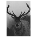 Black And White Stag Canvas – Rustic Wall Art, Deer Wall Decor