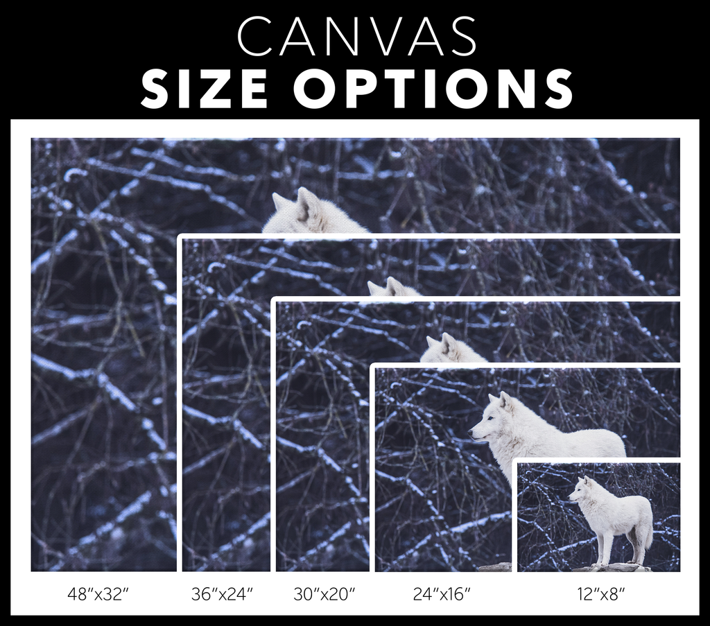 White Wolf Canvas – Moonlight Wolf Wall Art, Forest Decor