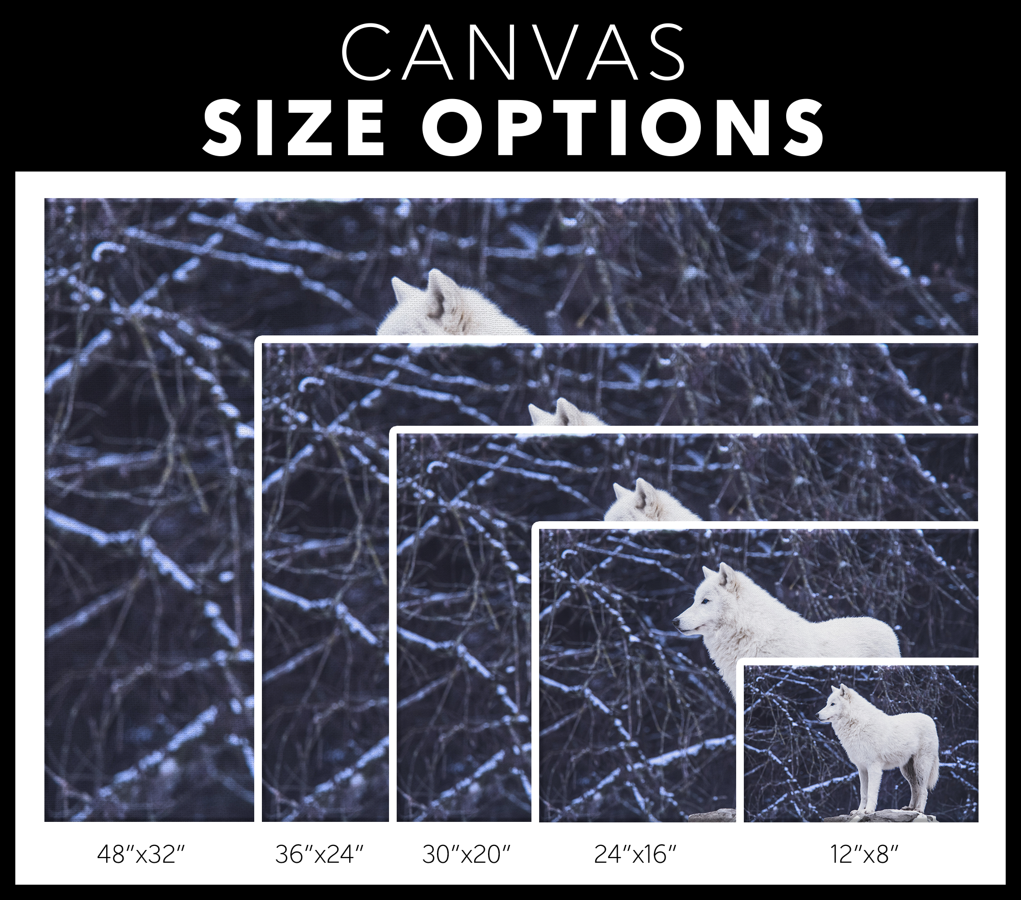 White Wolf Canvas – Moonlight Wolf Wall Art, Forest Decor