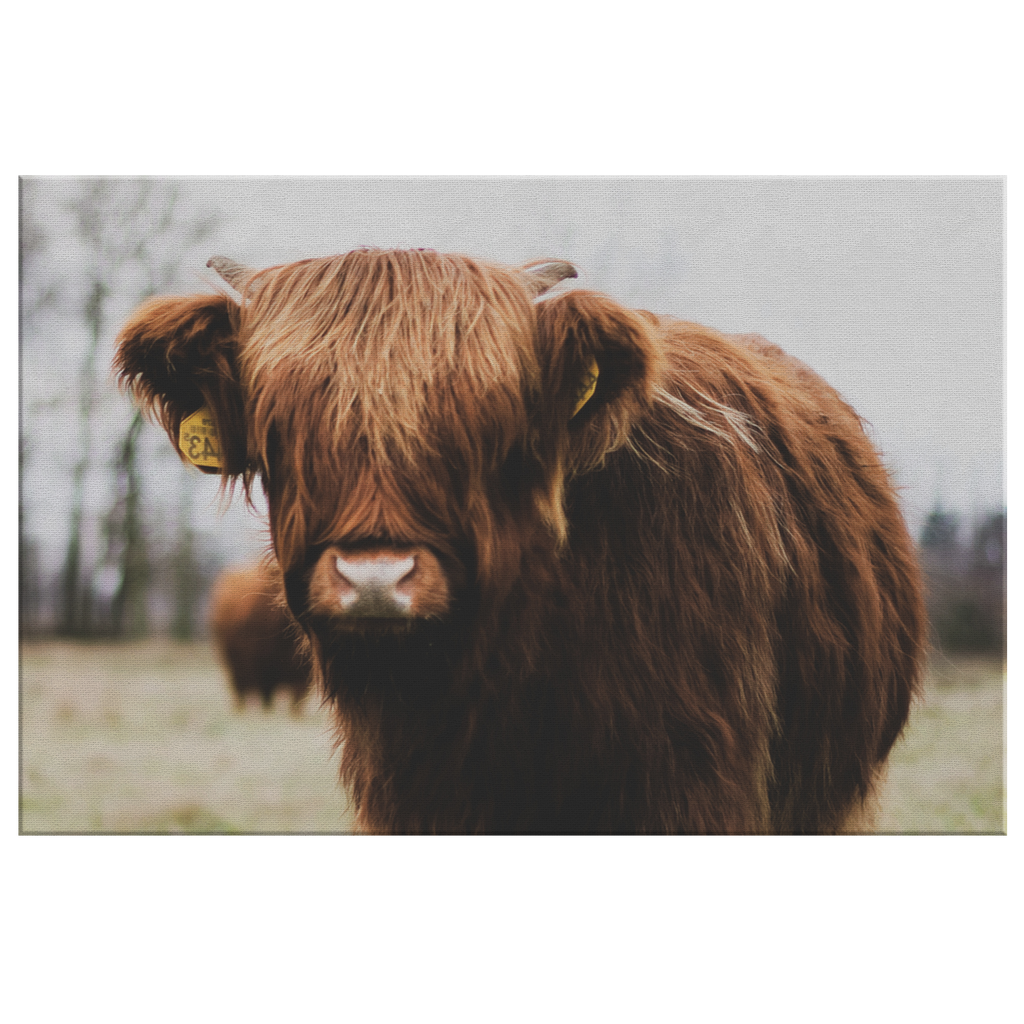 Highland Cow Canvas – Rustic Cow Wall Art, Farmhouse Decor