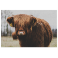 Highland Cow Canvas – Rustic Cow Wall Art, Farmhouse Decor