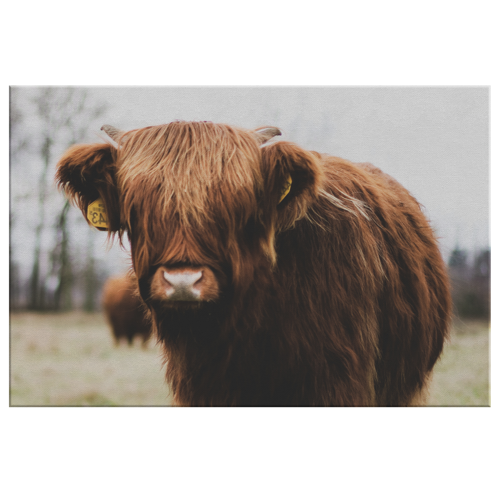 Highland Cow Canvas – Rustic Cow Wall Art, Farmhouse Decor