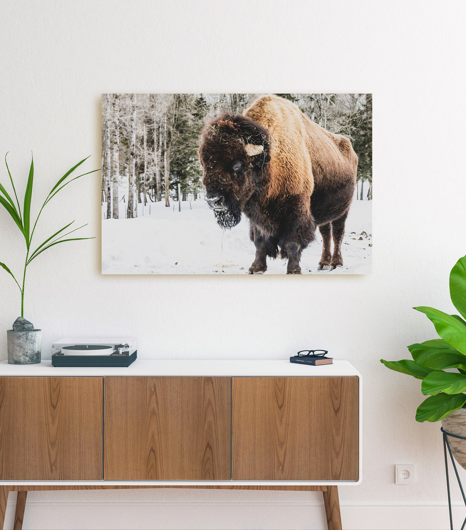 Bison Canvas Print – Buffalo Wall Art, Rustic Animal Decor