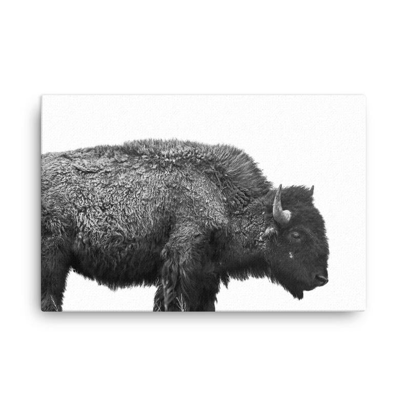 Buffalo Canvas Print – Black And White Bison Wall Art