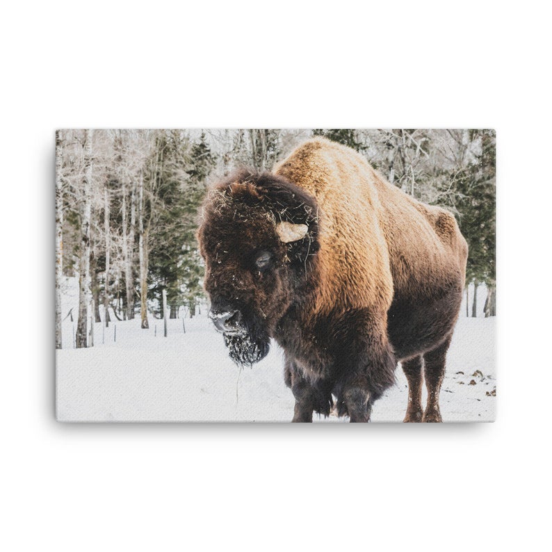 Bison Canvas Print – Buffalo Wall Art, Rustic Animal Decor