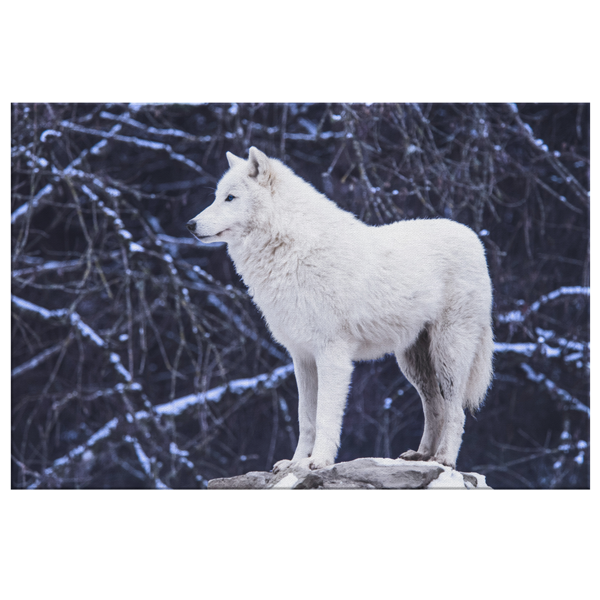 White Wolf Canvas – Moonlight Wolf Wall Art, Forest Decor