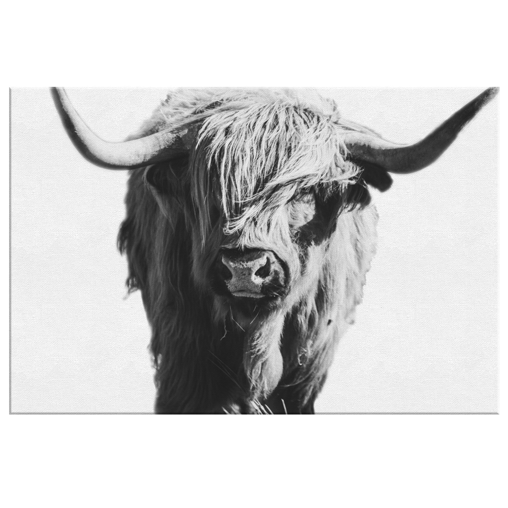 Black And White Highland Cow Canvas – Rustic Bull Wall Art